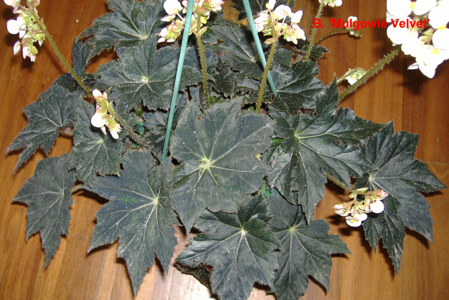 B. ‘Mulgowie Velvet’